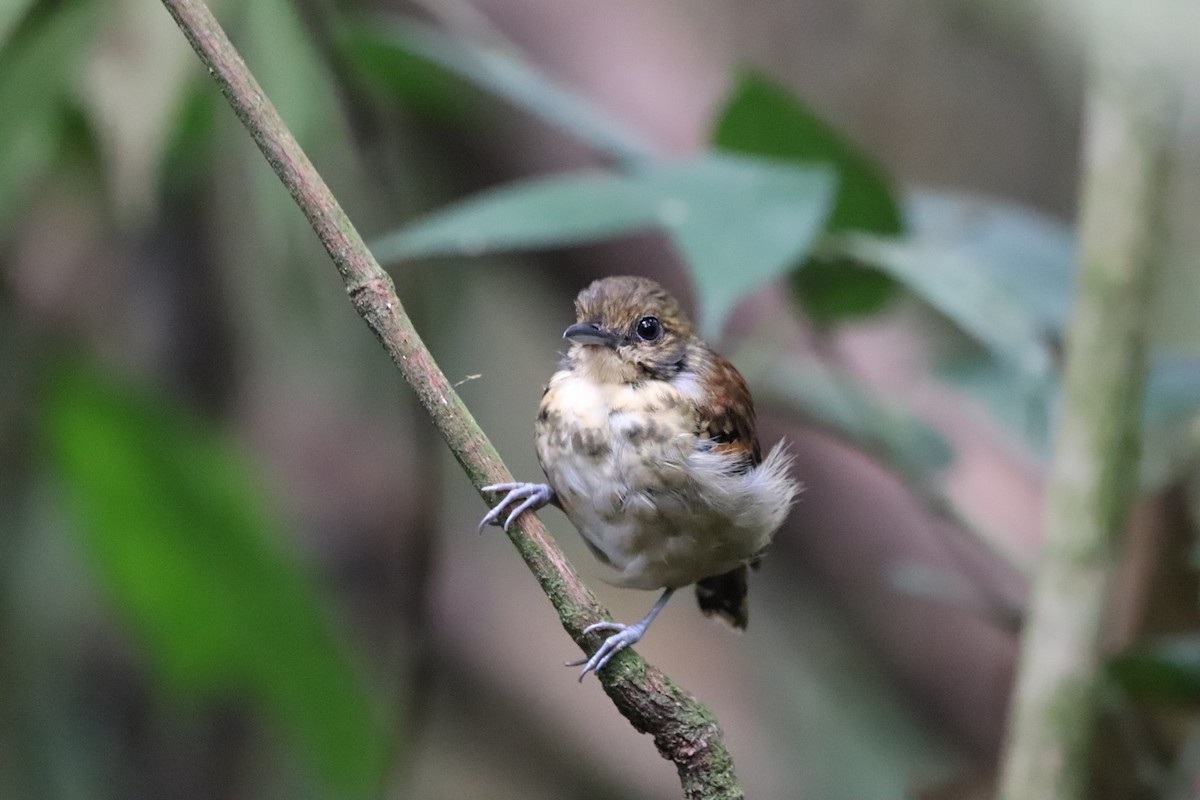 Spotted Antbird - ML641115866