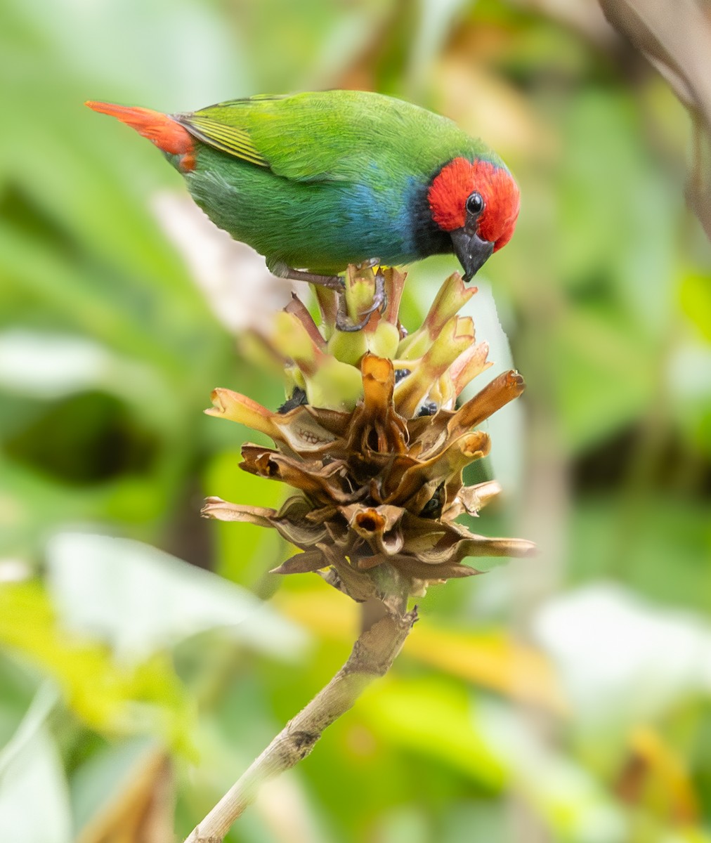 Fiji Parrotfinch - ML641115867