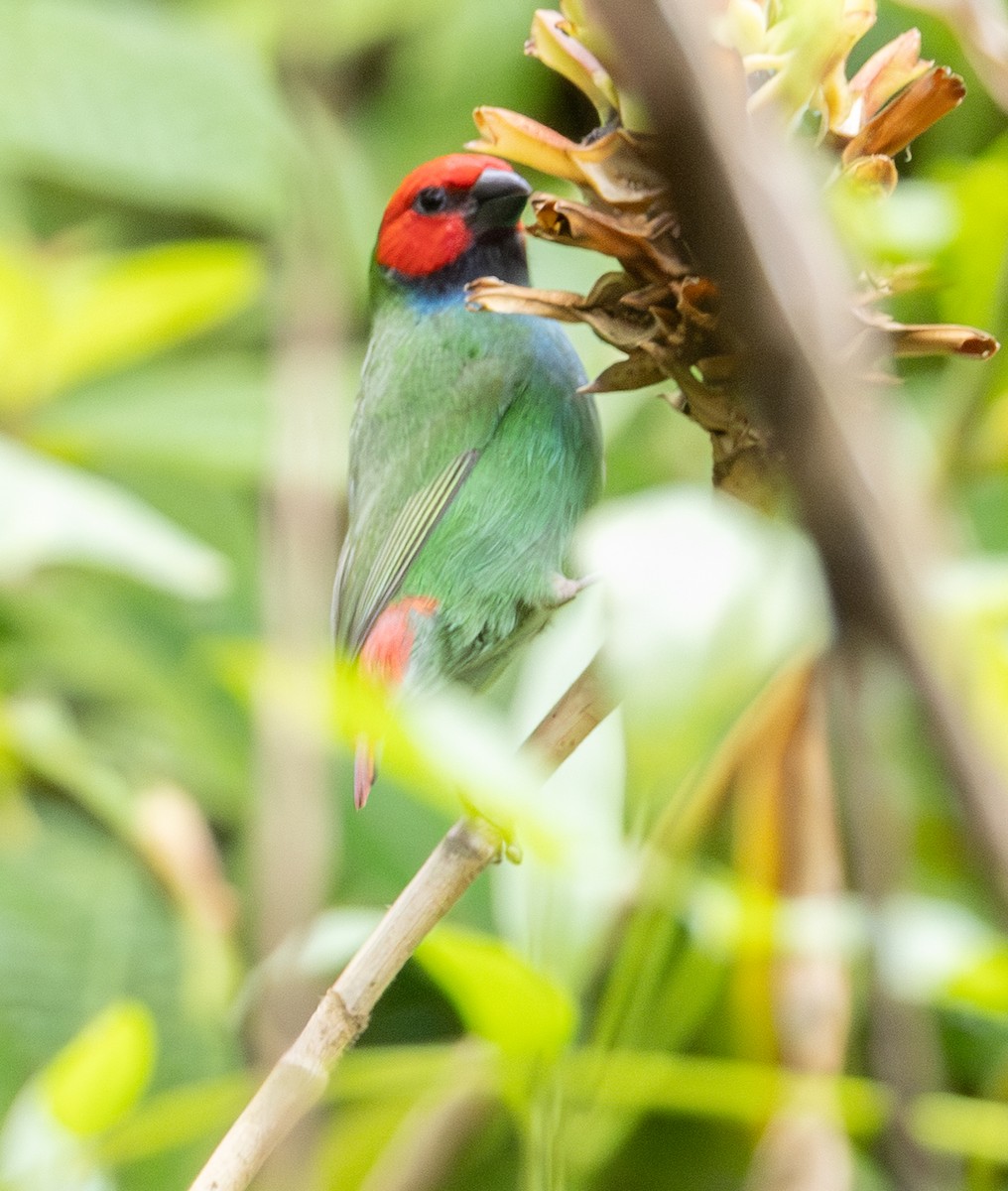 Fiji Parrotfinch - ML641115868
