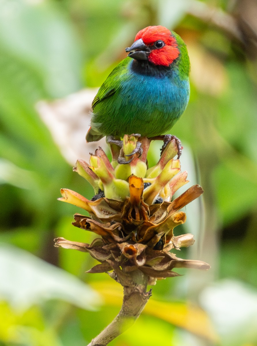 Fiji Parrotfinch - ML641115869