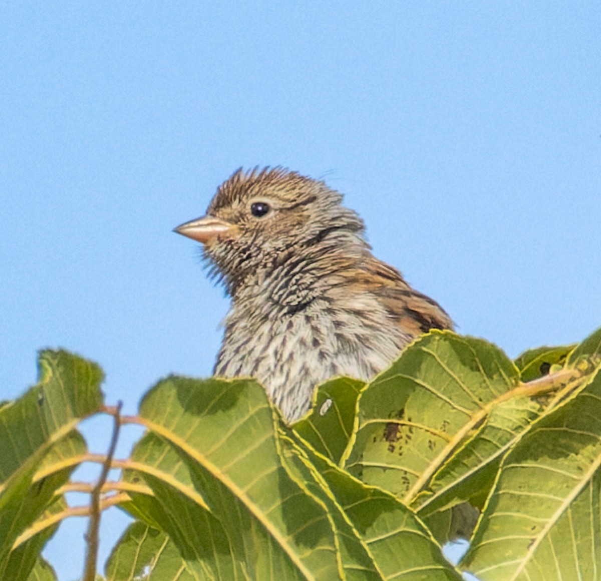 Chipping Sparrow - ML641115871