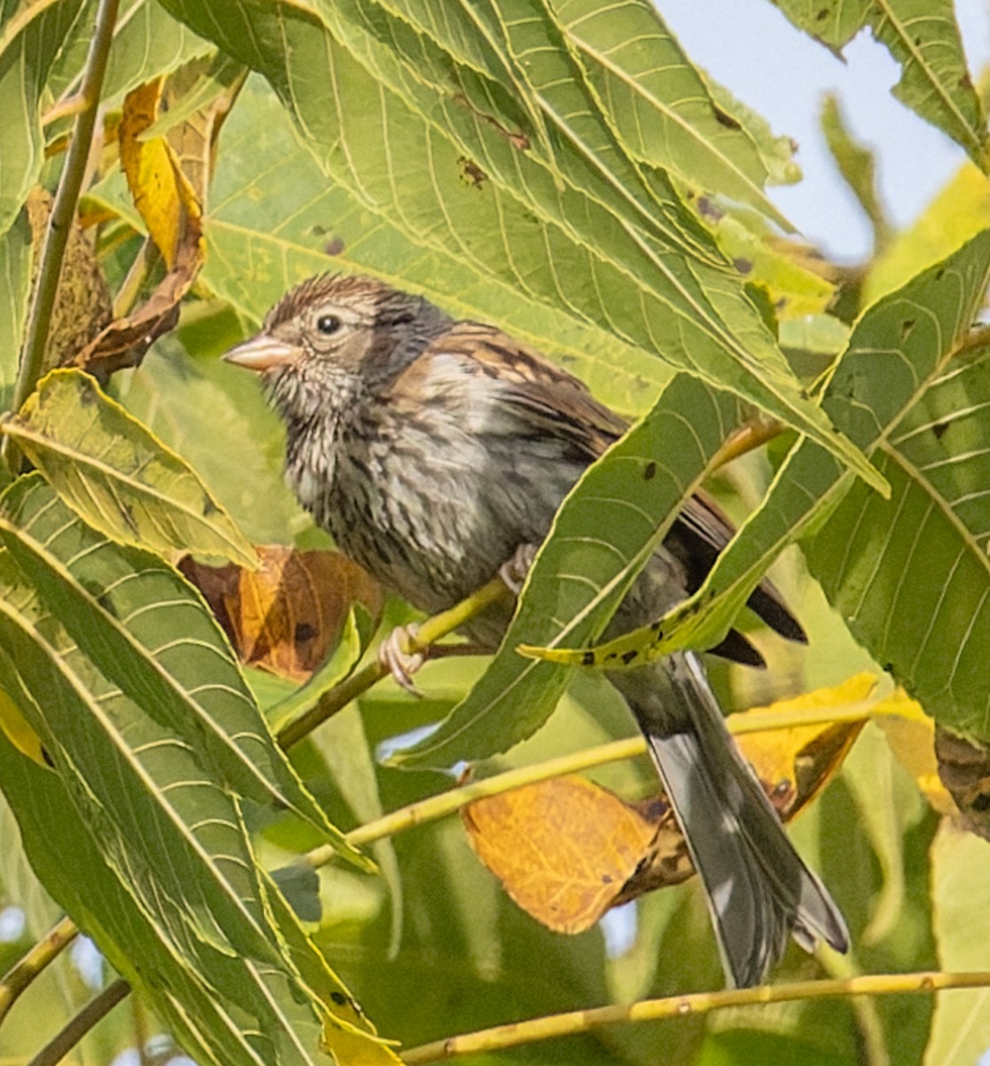 Chipping Sparrow - ML641115872