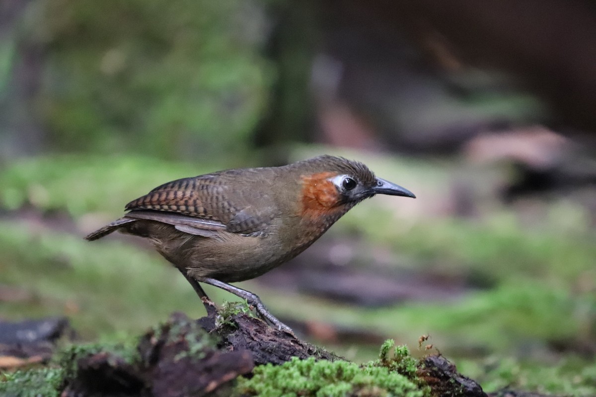 Song Wren - ML641115874
