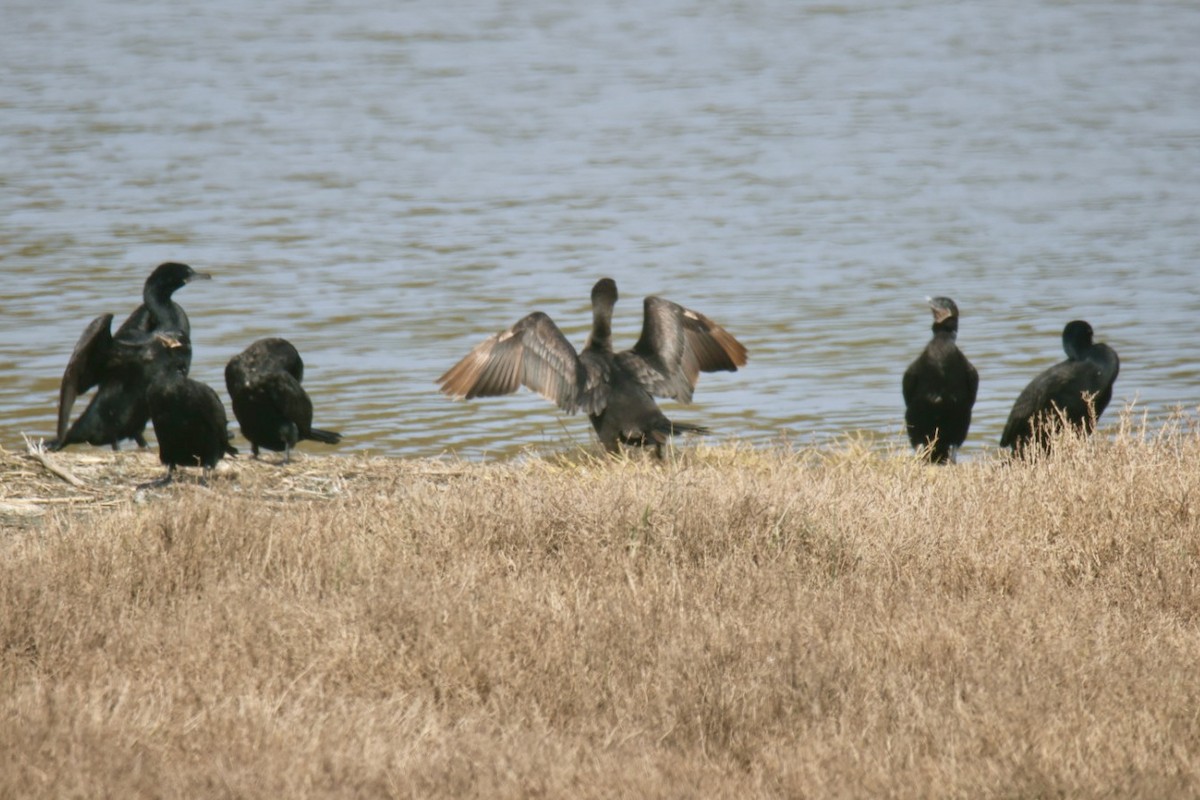 Neotropic Cormorant - ML641115876
