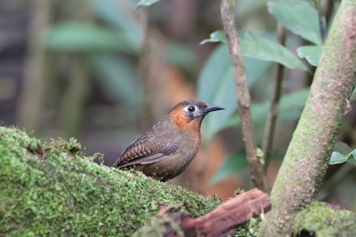 Song Wren - ML641115877