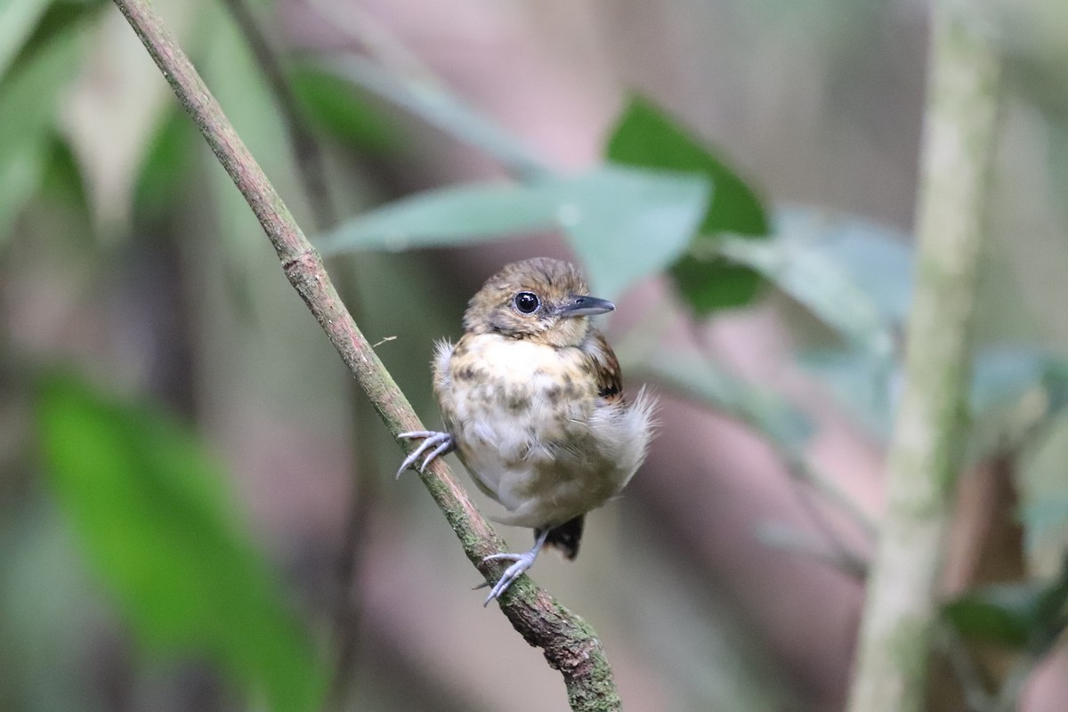 Spotted Antbird - ML641115884