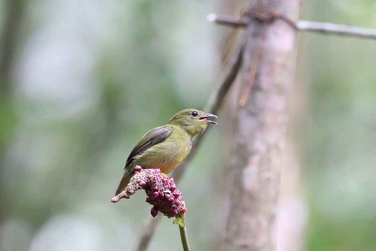 Golden-collared Manakin - ML641115898