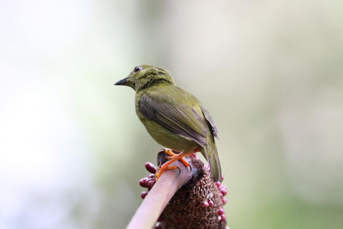 Golden-collared Manakin - ML641115899