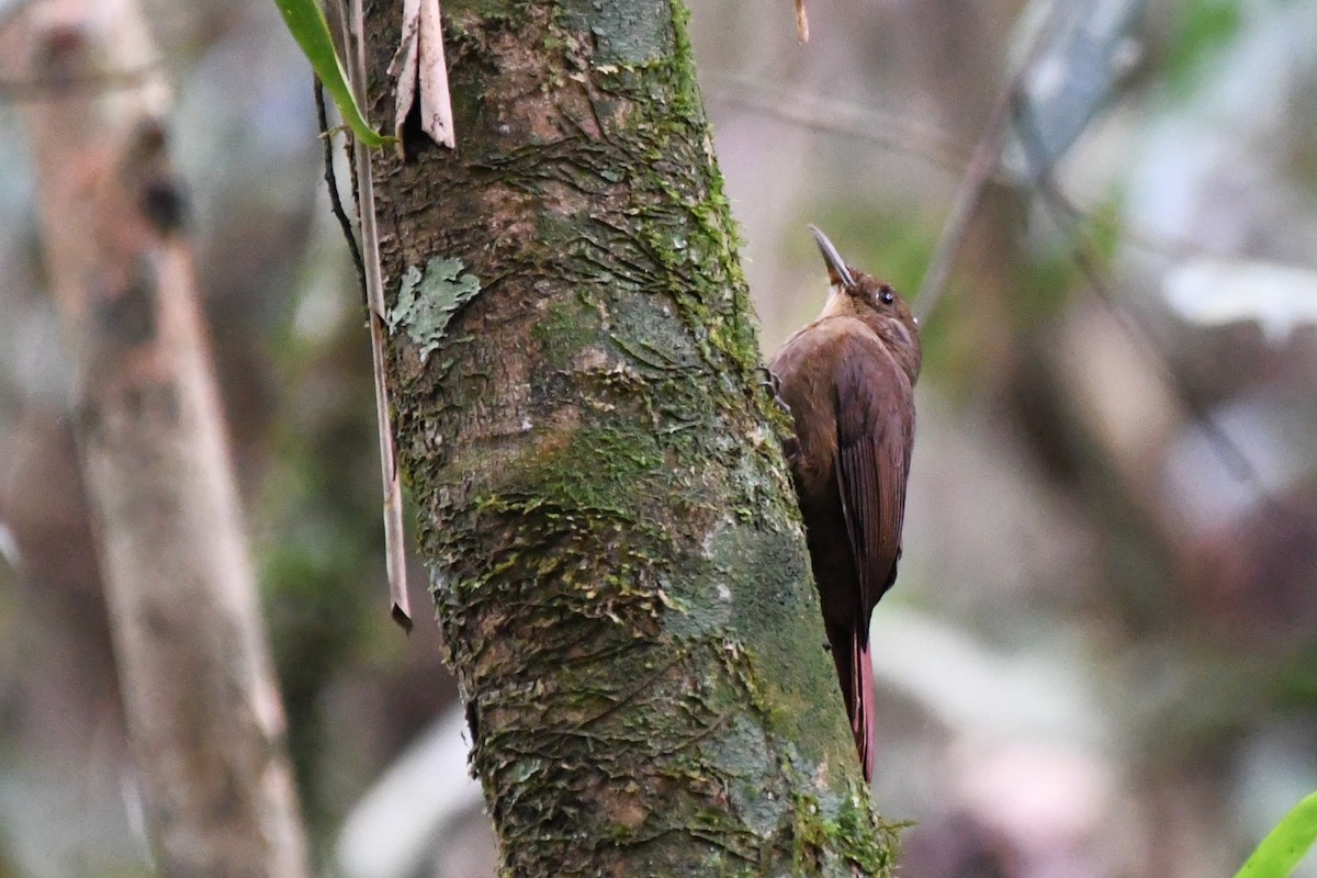 Plain-winged Woodcreeper - ML641115900