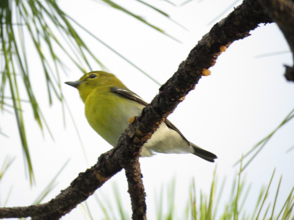 Yellow-throated Vireo - ML641115904