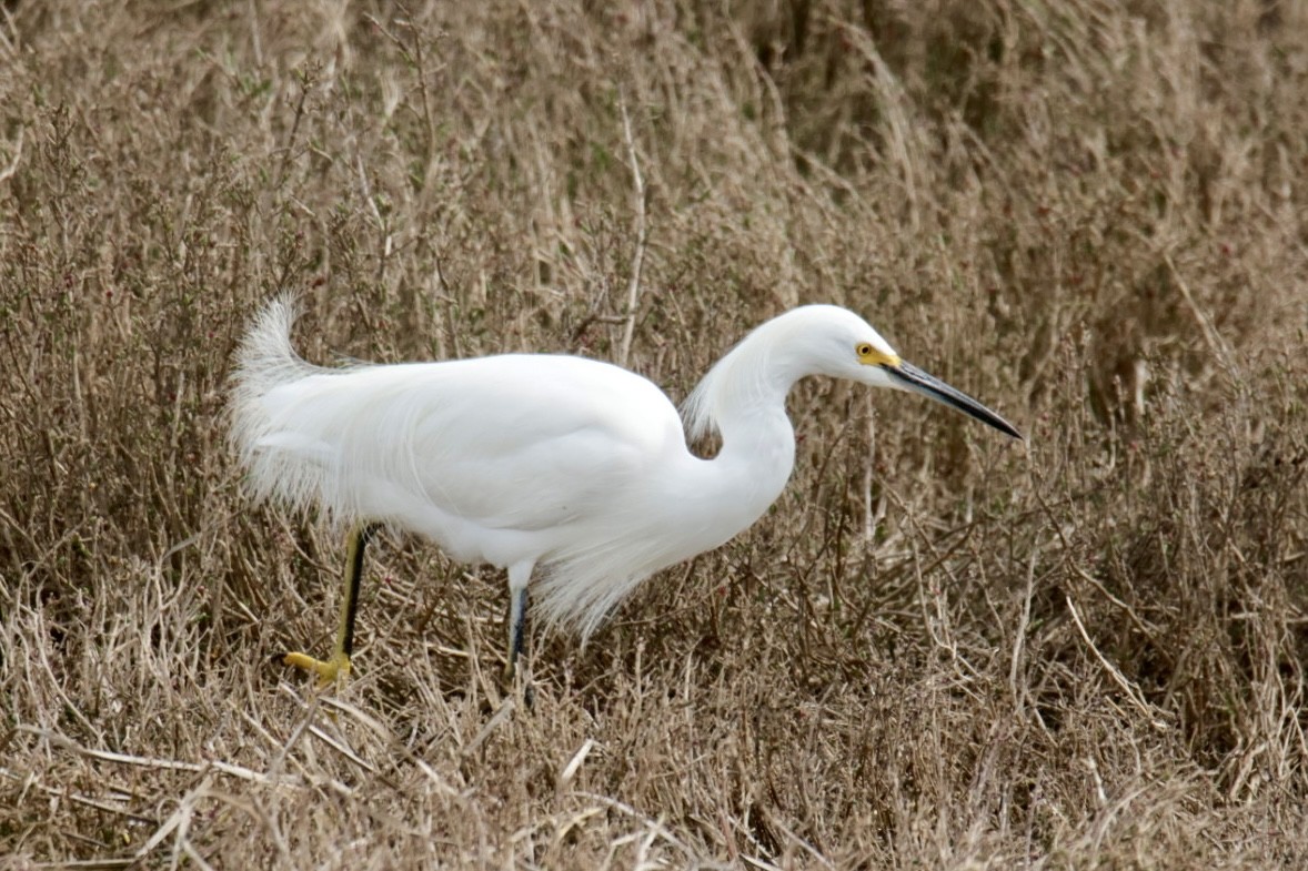 Snowy Egret - ML641115906