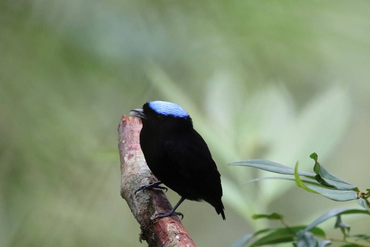 Velvety Manakin - ML641115908