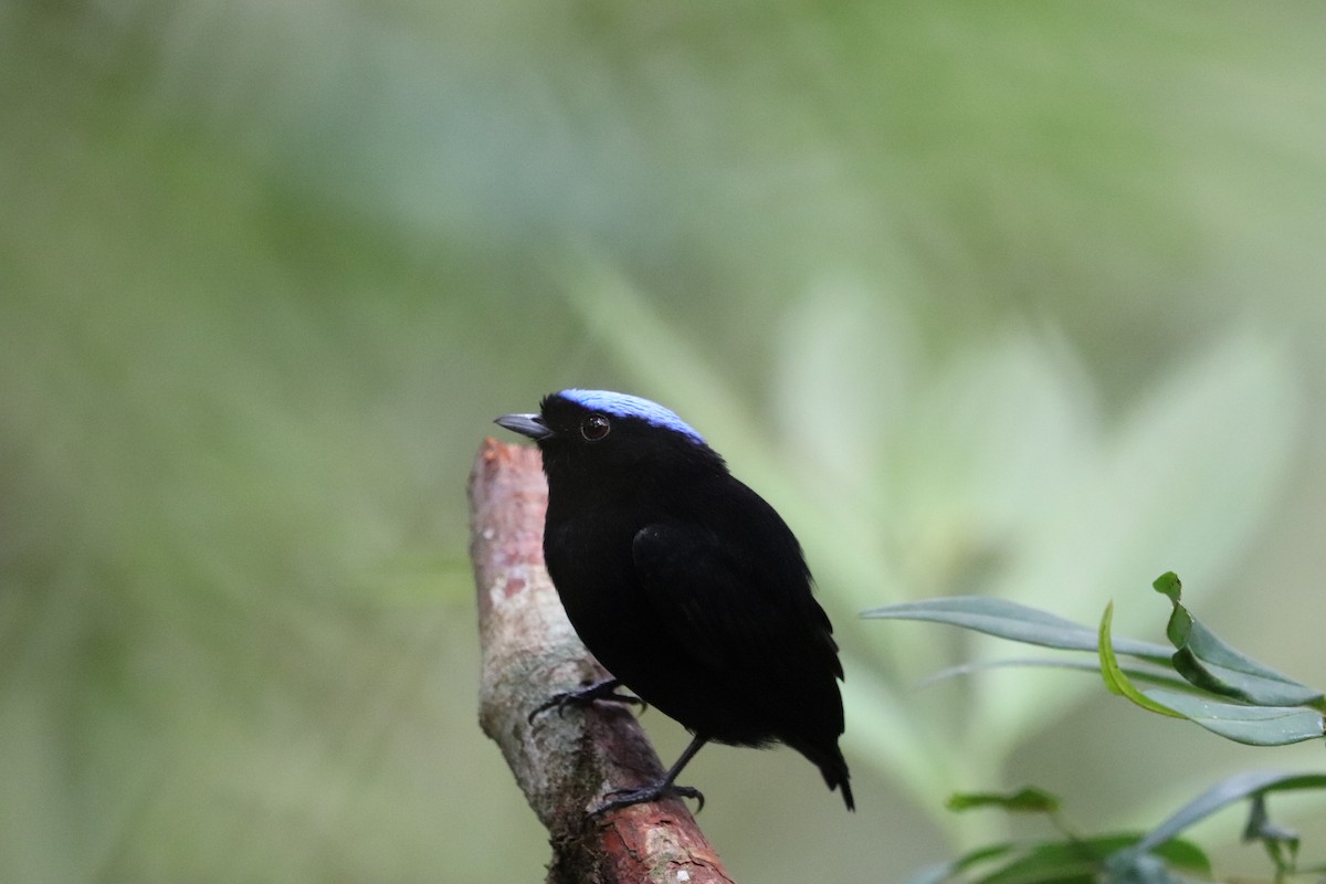 Velvety Manakin - ML641115909