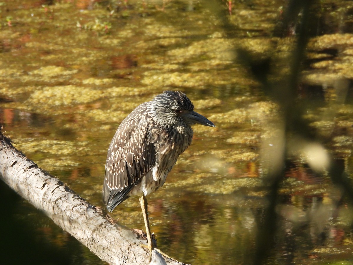 Yellow-crowned Night Heron - ML641115926