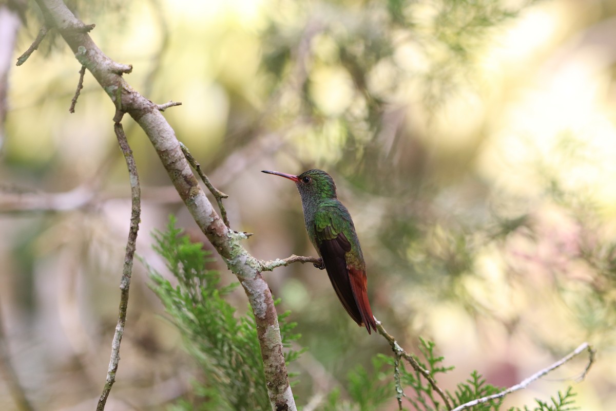Rufous-tailed Hummingbird - ML641115927