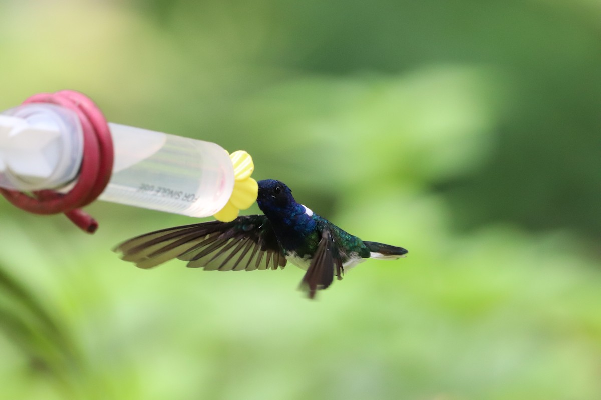 White-necked Jacobin - ML641115930