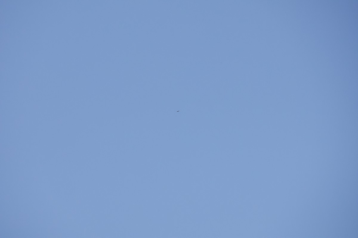 Buteo sp. - ML641115934
