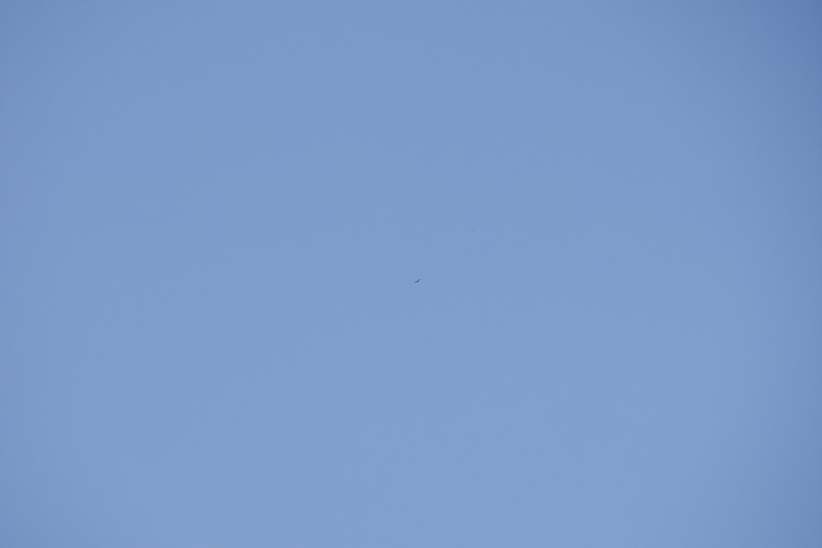 Buteo sp. - ML641115936