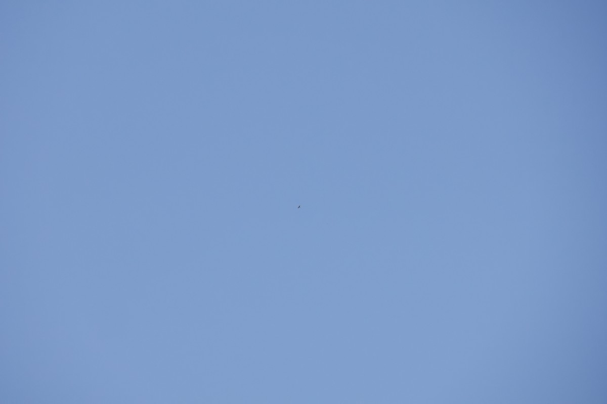 Buteo sp. - ML641115937