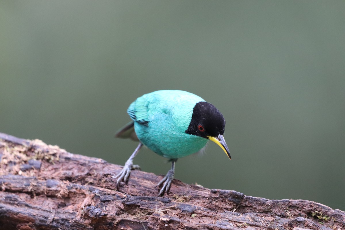Green Honeycreeper - ML641115940