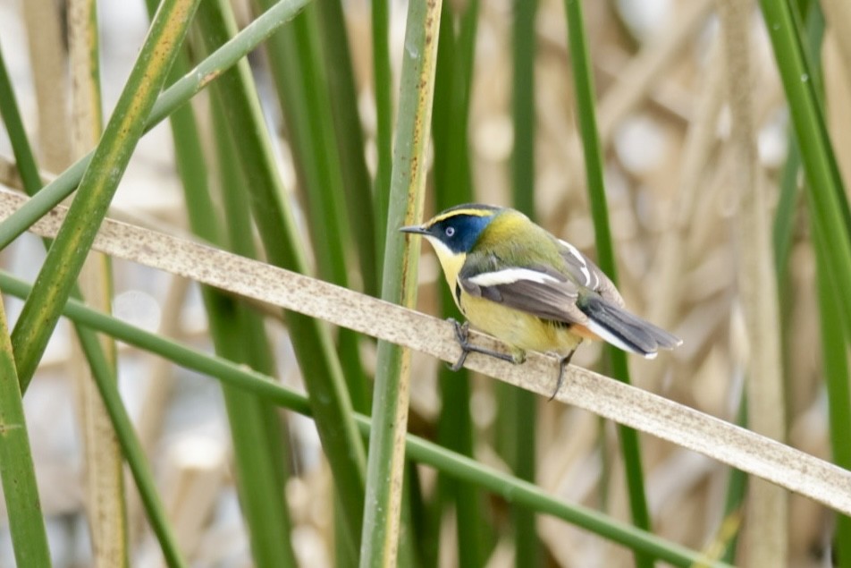 Many-colored Rush Tyrant - ML641115942