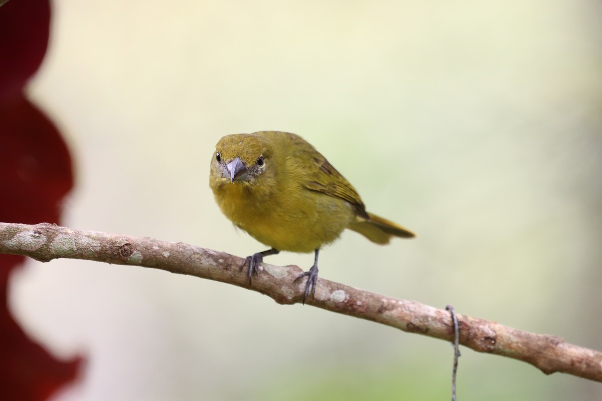 Variable Seedeater - ML641115950