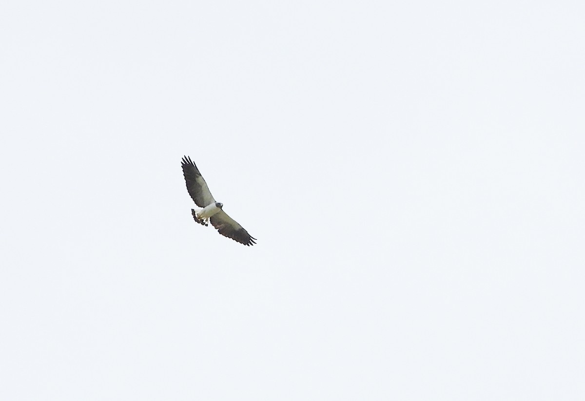 White-tailed Hawk - ML641115952