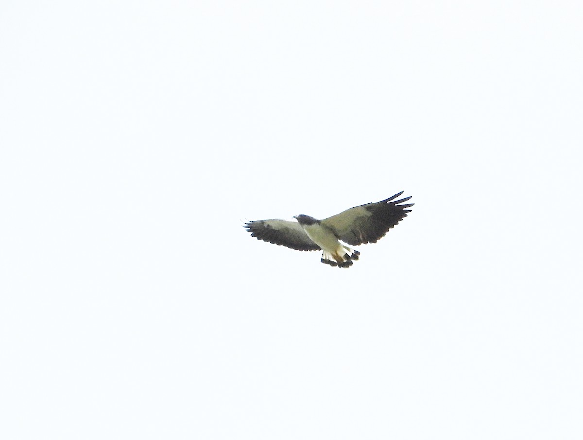 White-tailed Hawk - ML641115953