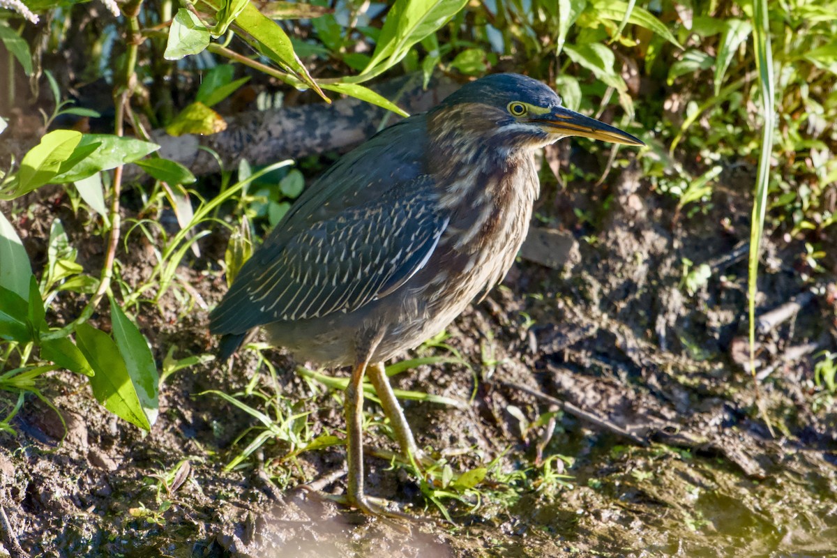 Koartzatxo berdea - ML641115955