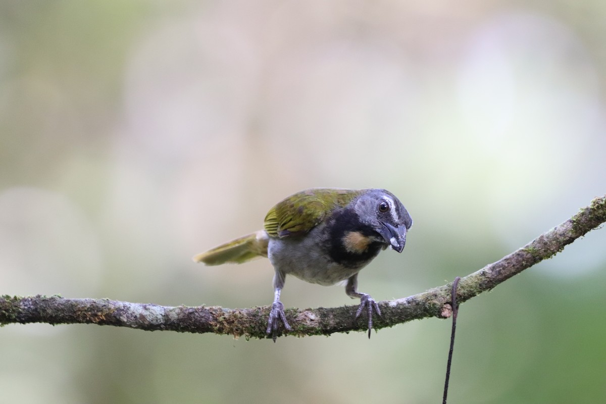 Buff-throated Saltator - ML641115959