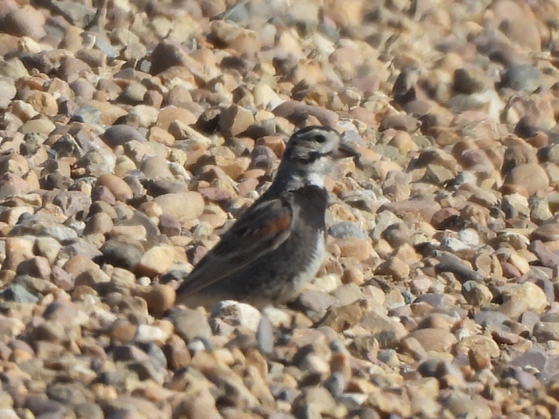 Thick-billed Longspur - ML641115963