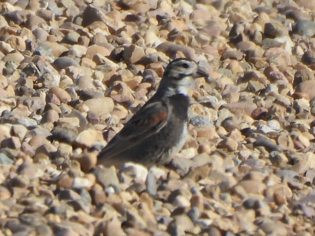 Thick-billed Longspur - ML641115965