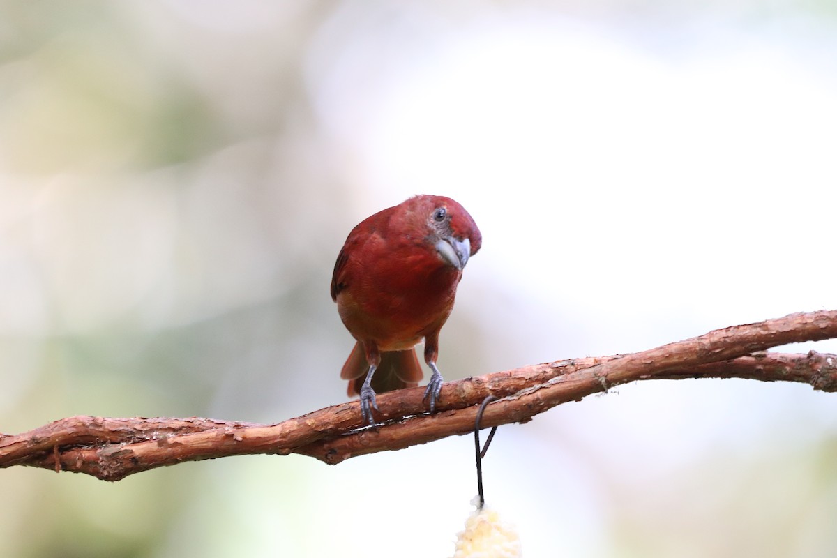 Hepatic Tanager - ML641115966