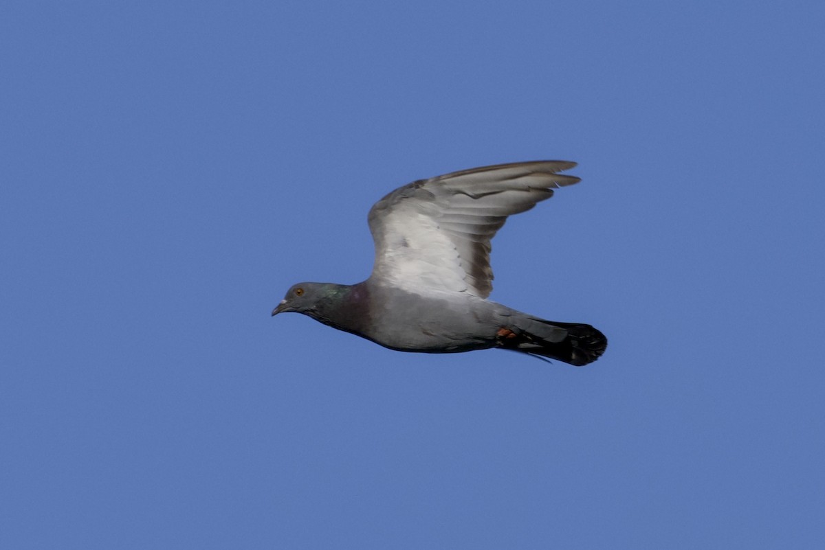 Rock Pigeon (Feral Pigeon) - ML641115967