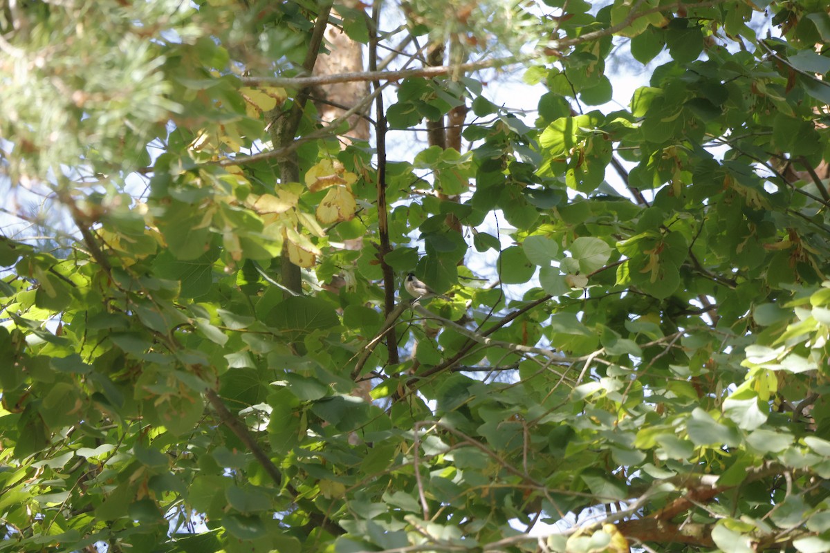 Willow Tit - ML641115978