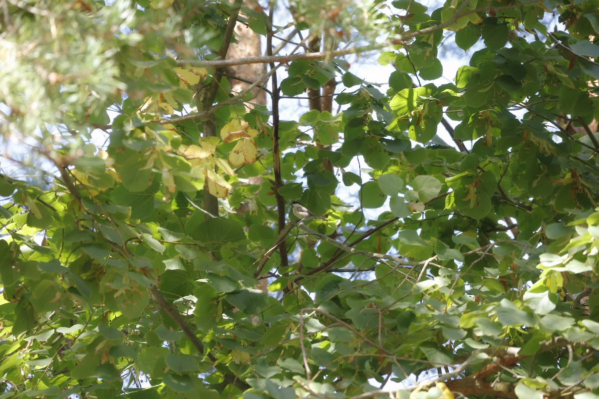 Willow Tit - ML641115979