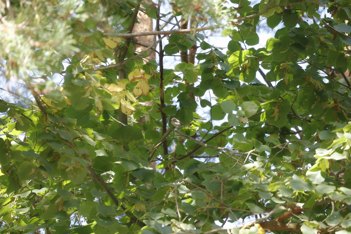 Willow Tit - ML641115980