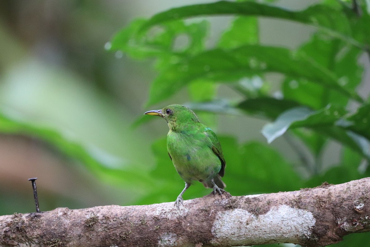 Green Honeycreeper - ML641115986