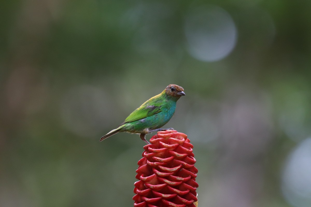Bay-headed Tanager - ML641115989