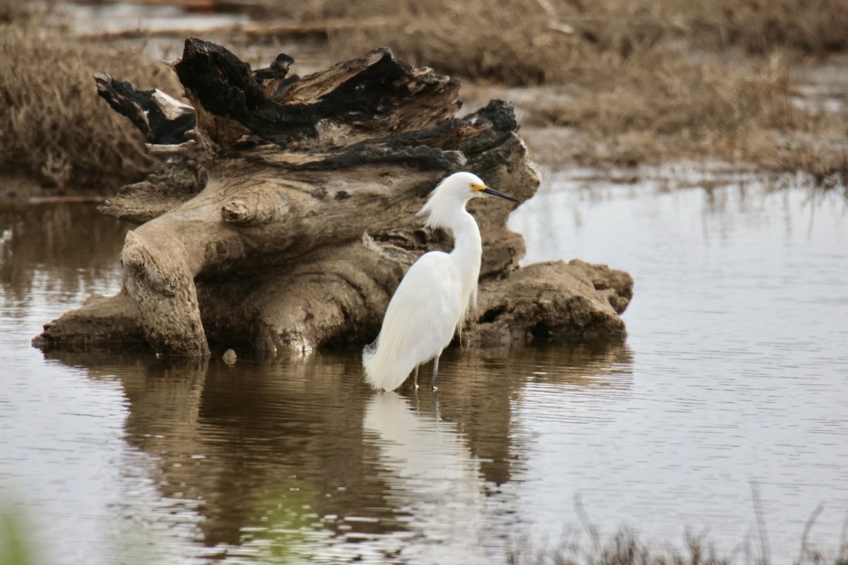 Snowy Egret - ML641116013