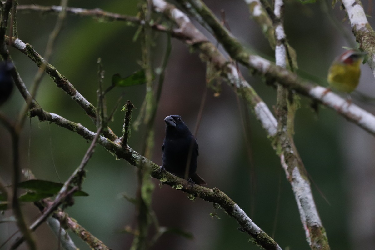 Blue-black Grosbeak - ML641116026
