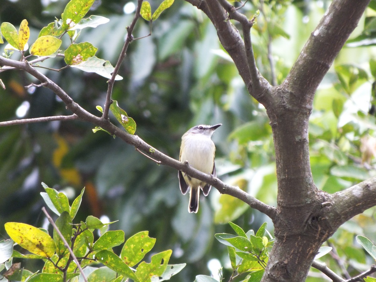Slate-headed Tody-Flycatcher - ML641116037
