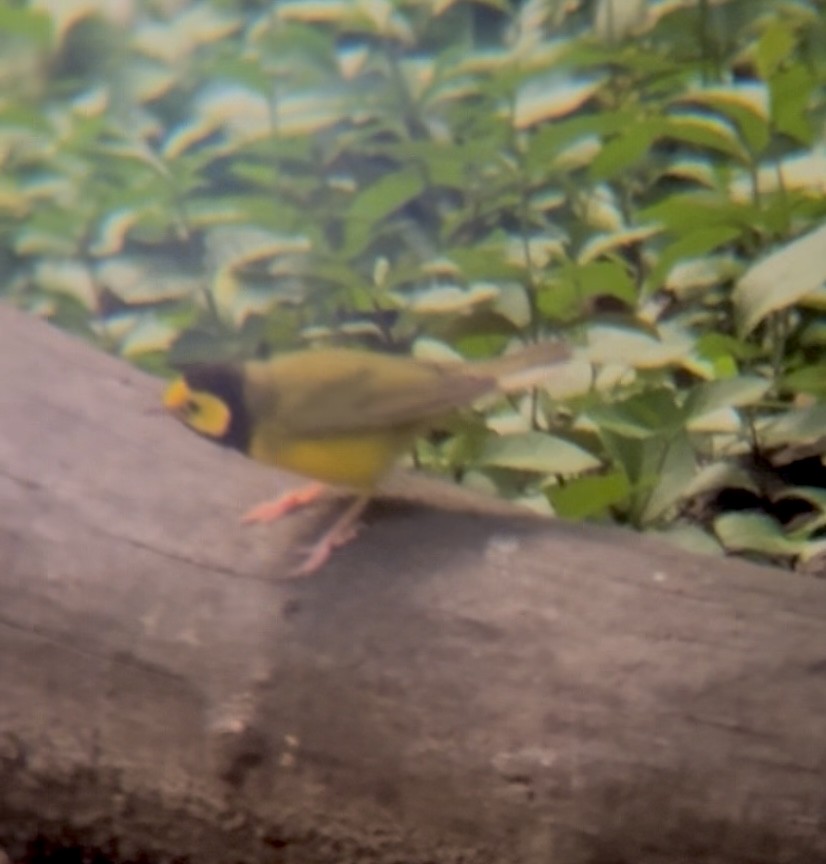 Hooded Warbler - ML641116060