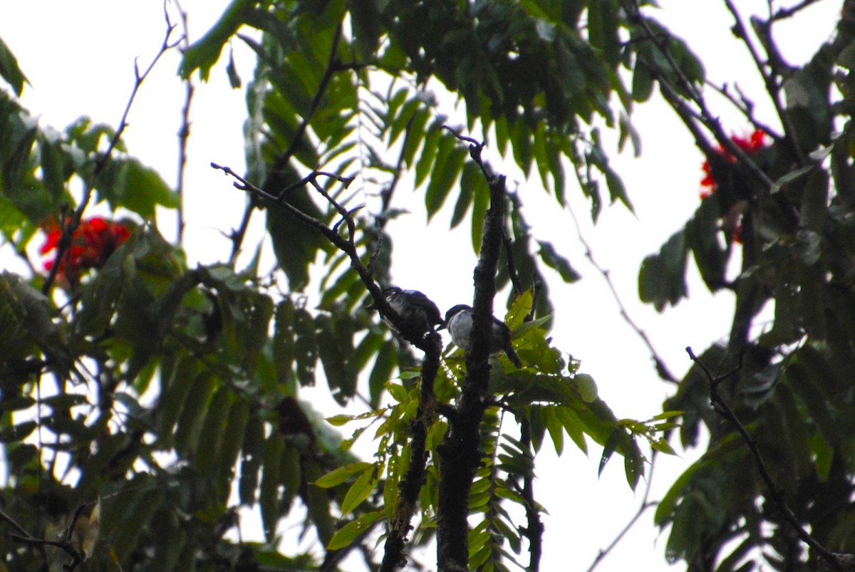 Pied Puffbird - ML641116091