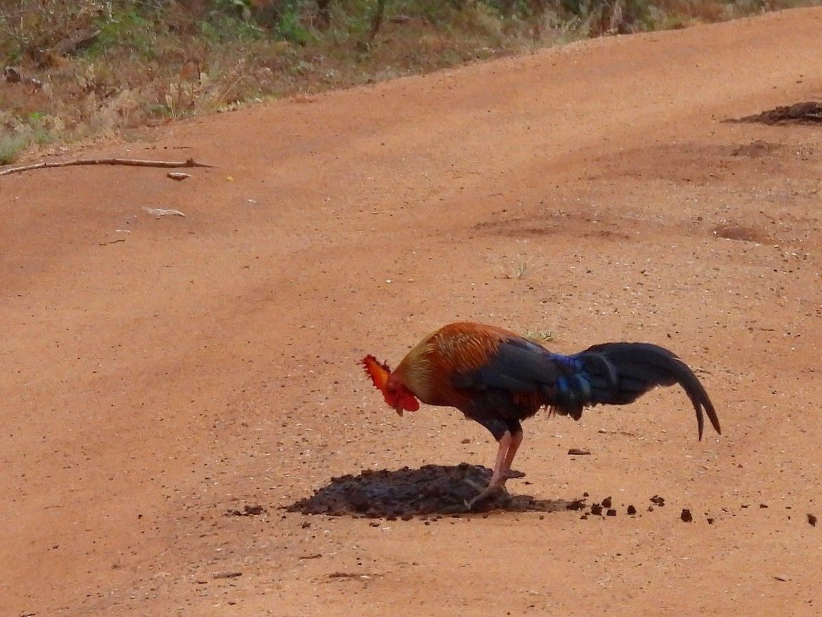 Sri Lanka Junglefowl - ML641116092