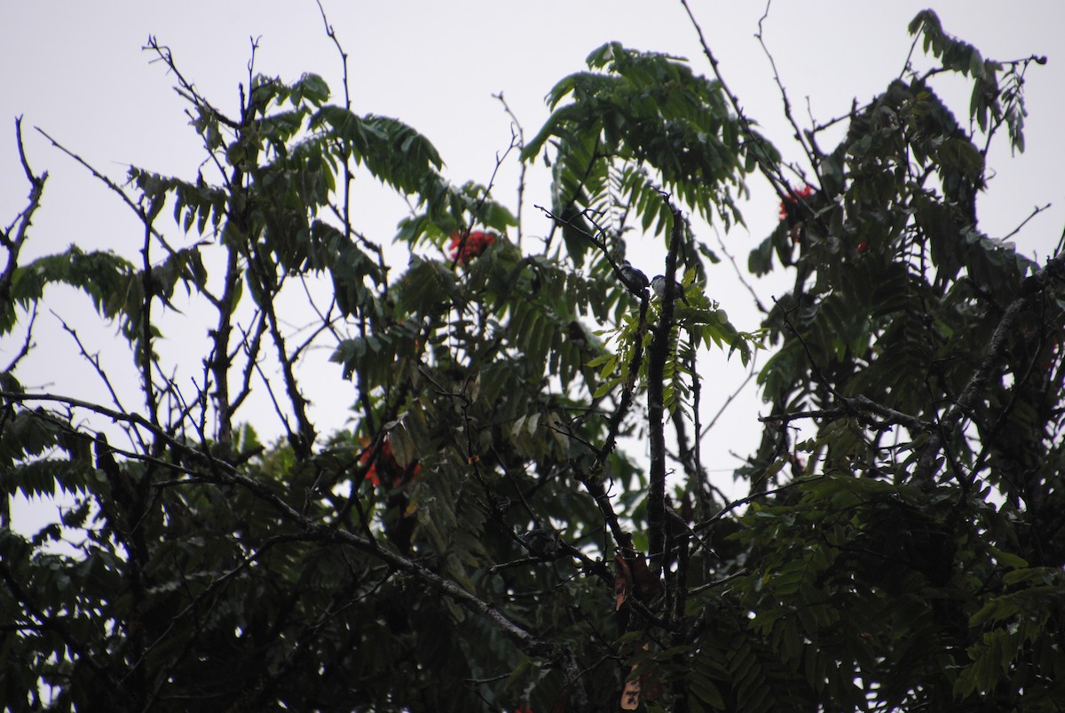 Pied Puffbird - ML641116093