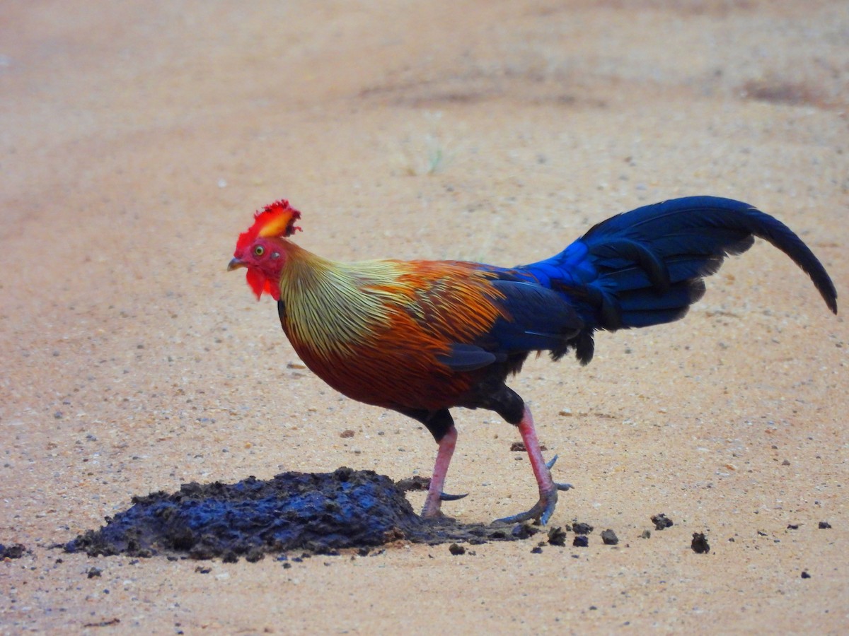 Sri Lanka Junglefowl - ML641116094