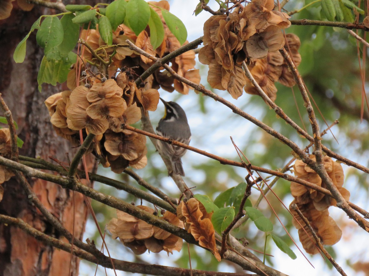gulstrupeparula (albilora) - ML641116096