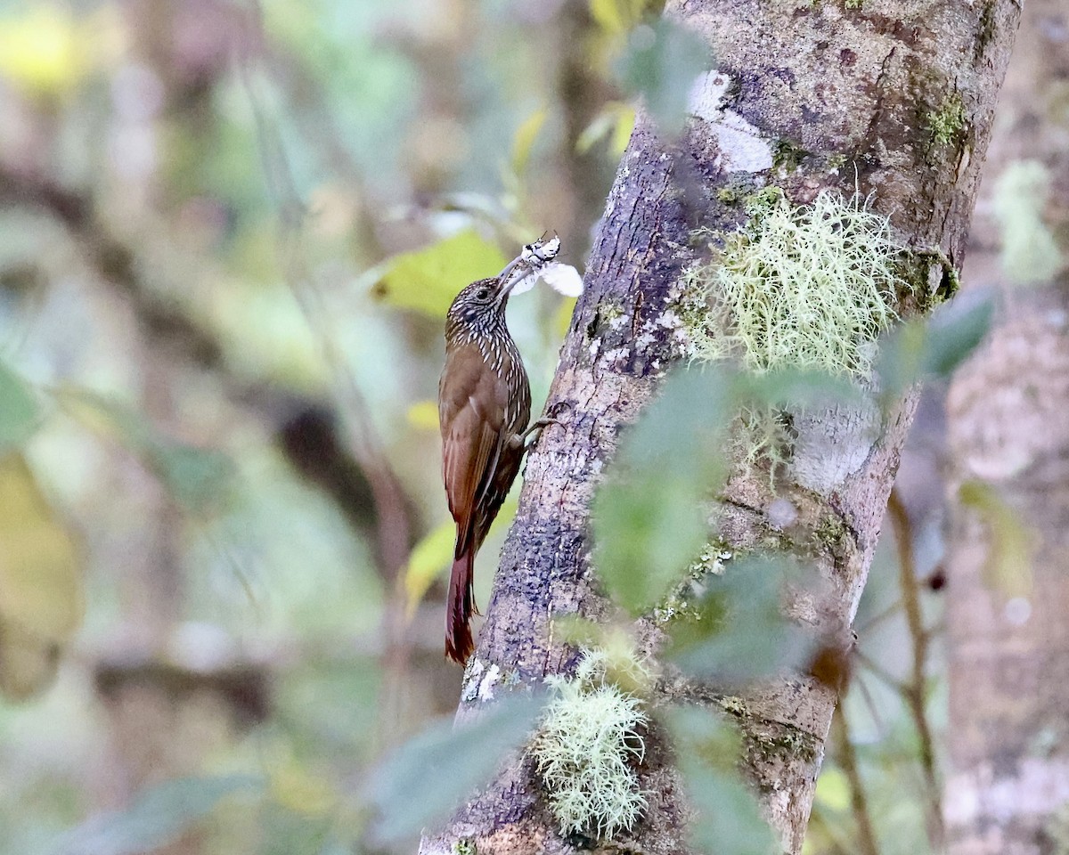 Montane Woodcreeper - ML641116109