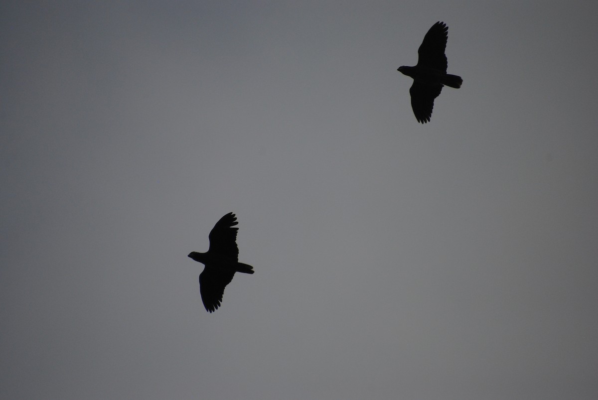 Red-lored Amazon - ML641116138
